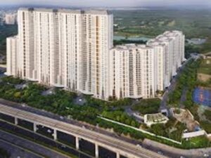 dlf the camellias