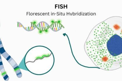 Fast FISH Probe Technology