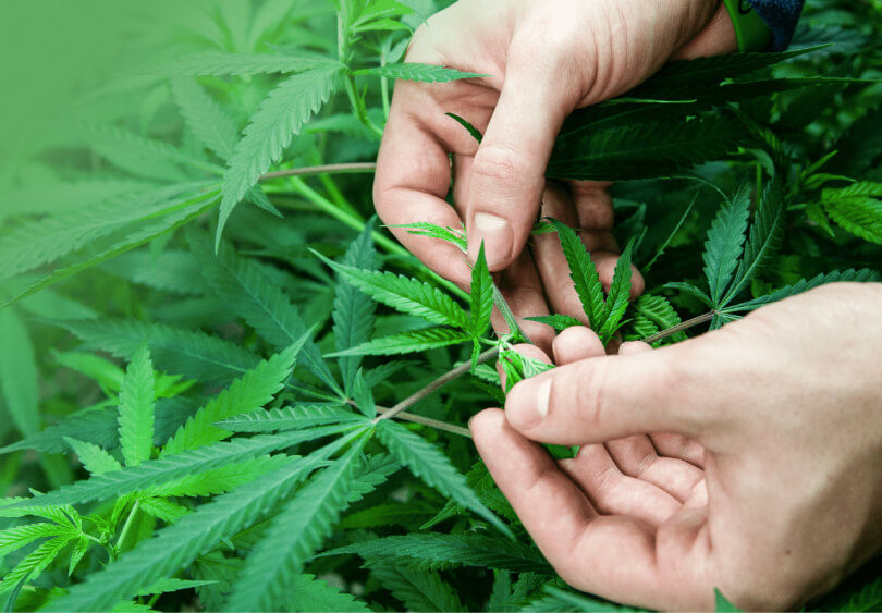 Toronto same day weed delivery