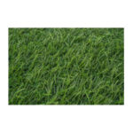 Green Grass for Lawn