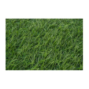 Green Grass for Lawn