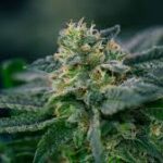 Mississauga Same Day Weed Delivery