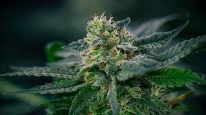 Mississauga Same Day Weed Delivery