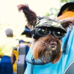 dog carrier purse