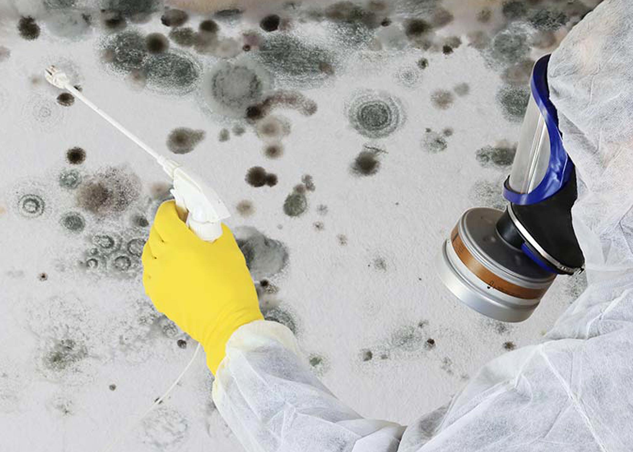 mold remediation services​ in michigan