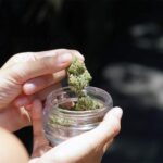 Weed Delivery in Waterloo