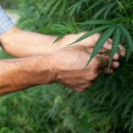 Male Cannabis Plant