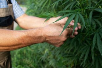 Male Cannabis Plant