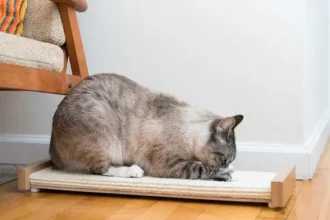 cat scratching mat
