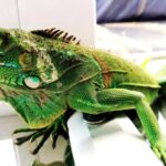 exotic pets